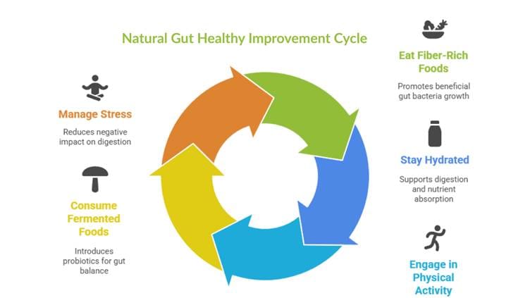 Natural Gut Healthy Improvement Cycle